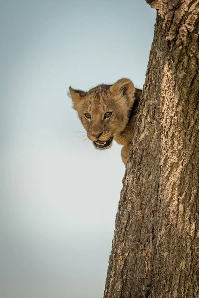 León cachorro empuja cabeza tronco de árbol redondo — Foto de Stock