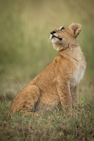 Lion cub sits in grass looking up — 스톡 사진