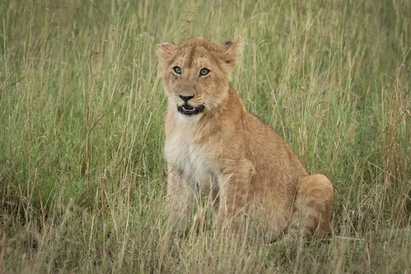 Löwenjunges sitzt mit Kamera im Gras — Stockfoto