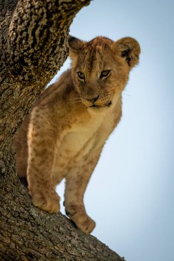 Aslan yavrusu ağaçtan aşağı bakar.