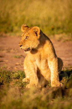 Aslan yavrusu çimlere bakarak oturur.