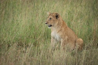 Aslan yavrusu çimenlerde solda oturur.