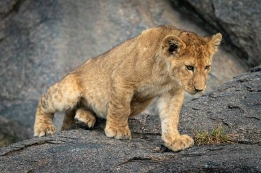 Aslan yavrusu kayanın üzerinde oturur ve bakar.