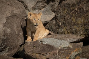 Aslan yavrusu kayalık kayaların üzerinde oturur ve sağa bakar.