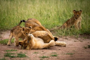 Aslan yavrusu oturup diğer üçünü seyrediyor.