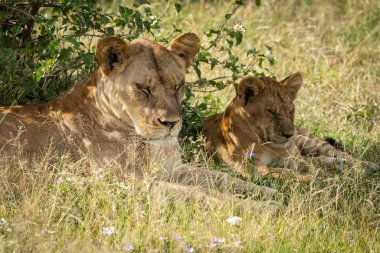 Aslan yavrusu annesinin yanında uyuyor.
