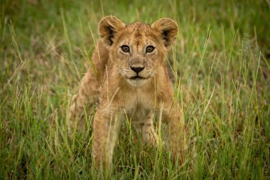 Aslan yavrusu kameraya bakan çimenlerde duruyor.