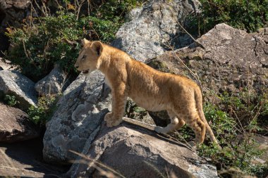 Aslan yavrusu gün ışığında kayanın üzerinde duruyor.