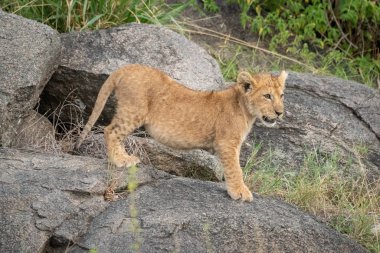 Aslan yavrusu kayanın üstünde duruyor.