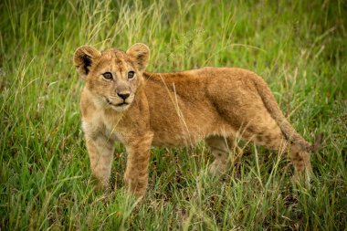 Aslan yavrusu başını çimenlerde çeviriyor.