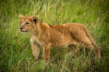 Aslan yavrusu uzun otların arasında duruyor.