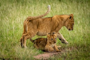 Aslan yavrusu çimenlerde bir diğerini ezer.
