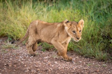 Aslan yavrusu otların yanında yürüyor