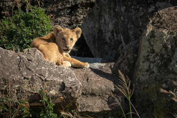 Lion cub sits in rocks watching camera — 스톡 사진