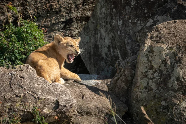 Filhote de leão senta-se em rochas chamando mãe — Fotografia de Stock