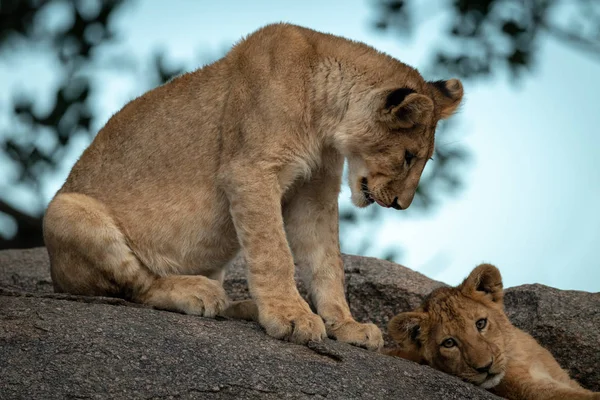 Lion cub sits looking down at another — 스톡 사진