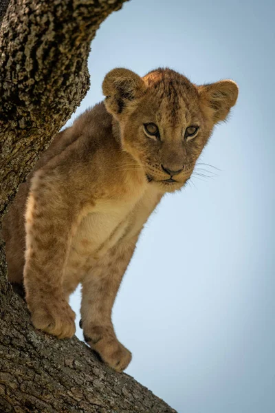 Löwenjunges schaut vom Ast herunter — Stockfoto