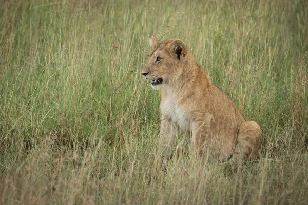 Aslan yavrusu çimenlerde solda oturur.