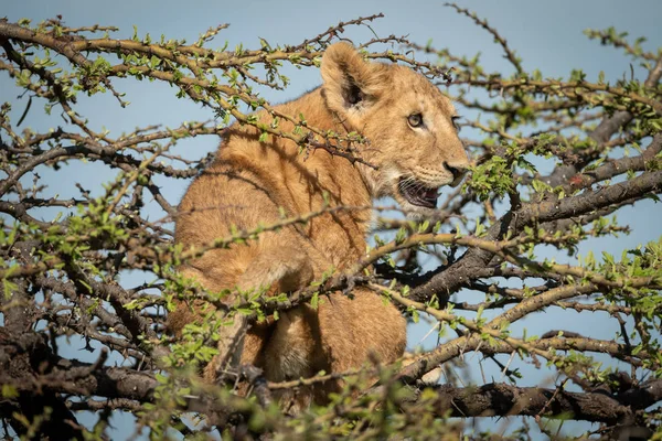 Lion cub sits looking right in thornbush — 스톡 사진