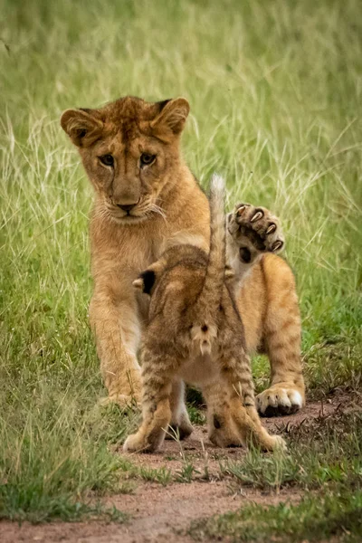 Lion cub sits ready to slap another — Stock Photo, Image