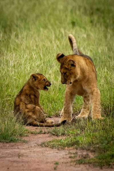 Filhote de leão senta-se mostrando dentes em outro — Fotografia de Stock