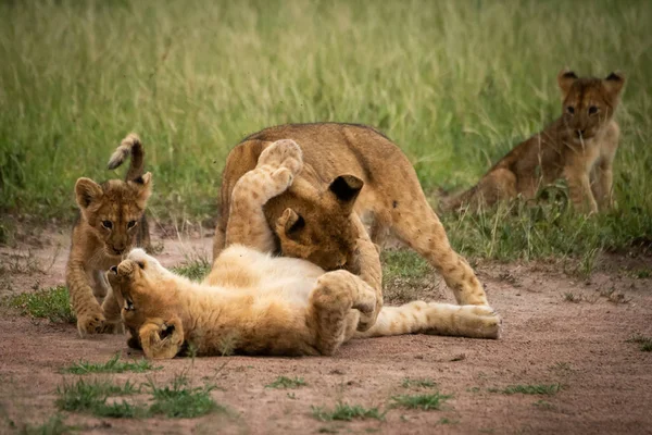 Lion cub сидить спостерігаючи за трьома іншими бійками — стокове фото