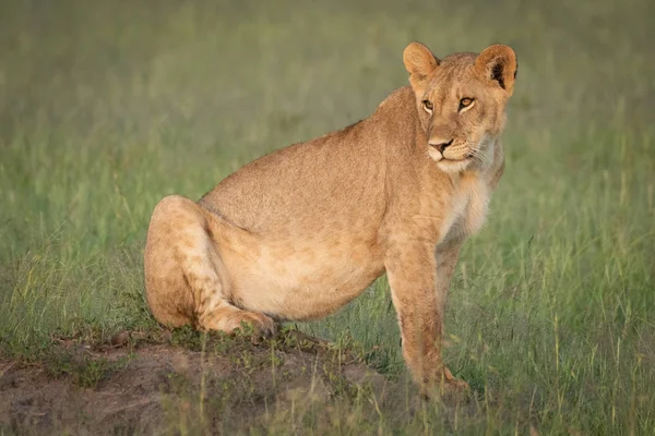 Löwenjunges sitzt auf Hügel und blickt zurück — Stockfoto
