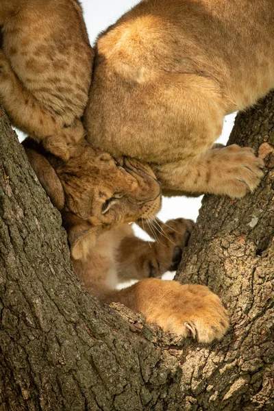 Cachorro de león aplastado por otros en el árbol — Foto de Stock