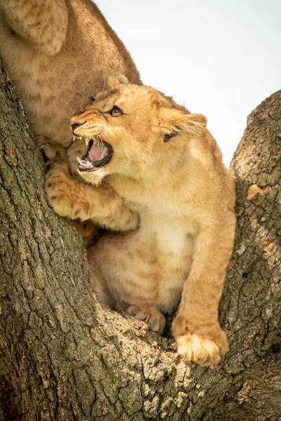 León cachorro gruñe a otro en el árbol — Foto de Stock