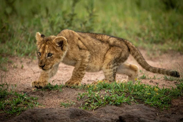 Pássaro perseguir filhote de leão em solo arenoso — Fotografia de Stock
