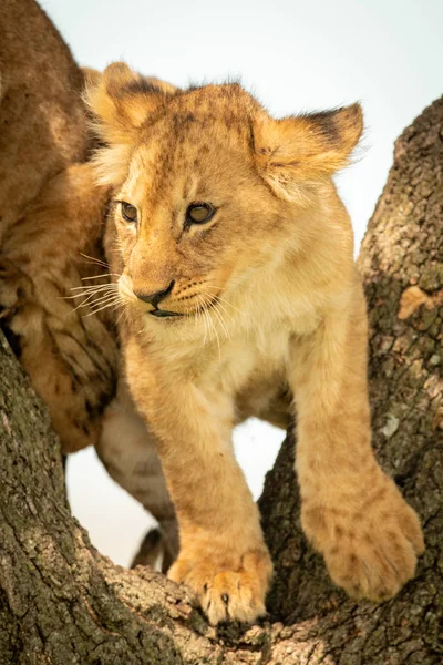 Le petit lion se tient près d'un autre dans l'arbre — Photo