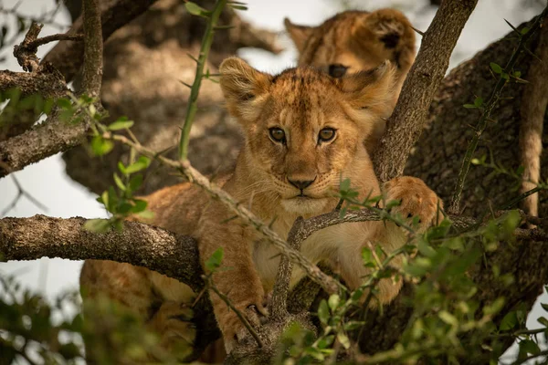 Lion cub stands facing camera on branch — 스톡 사진