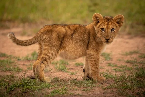 Lion cub στέκεται στο γρασίδι eyeing κάμερα — Φωτογραφία Αρχείου