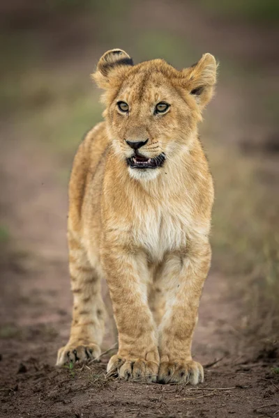 Lion cub stands on track looking left — 스톡 사진