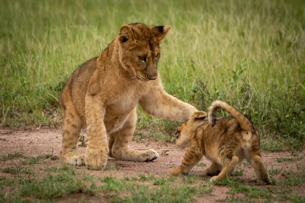 Lion cub stands pawing another in grass — Stock Photo, Image
