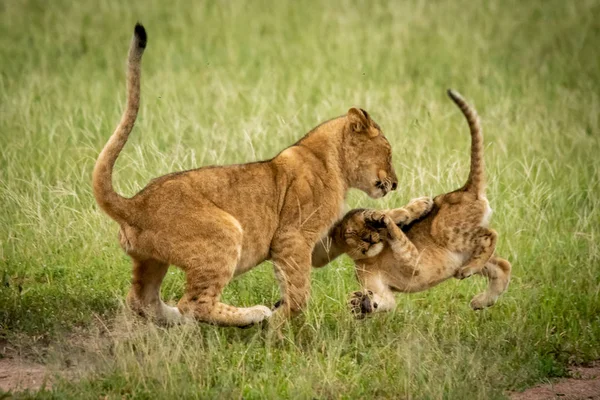 Löwenjunges steht in der Luft und schlägt einen anderen — Stockfoto