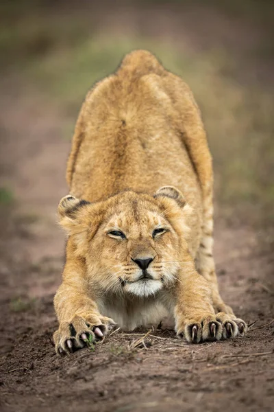 Cucciolo di leone si estende con gli occhi semichiusi — Foto Stock