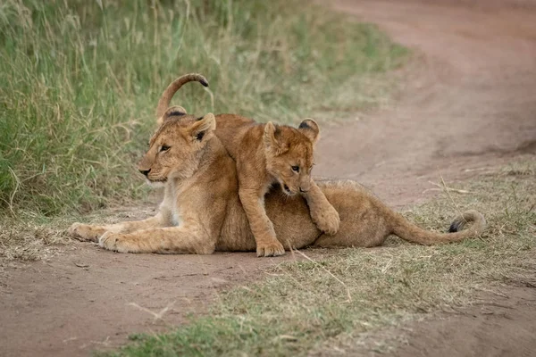 Löwenjunges überfährt ein anderes auf Gleis — Stockfoto