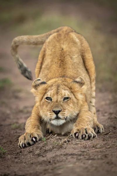 Aslan yavrusu yolun ortasında geriliyor. — Stok fotoğraf