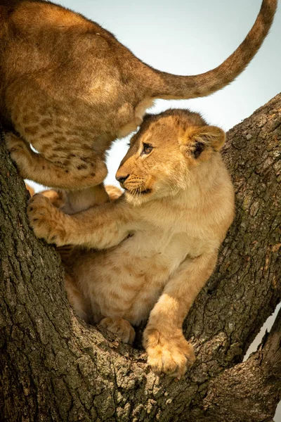 León cachorro pasos en otro en árbol — Foto de Stock