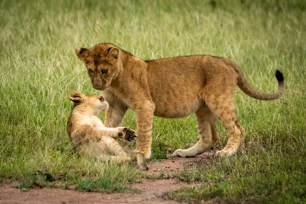 Lion cub twists to attack bigger one — Stock Photo, Image