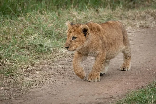 Il cucciolo di leone cammina lungo la zampa di sollevamento del binario — Foto Stock