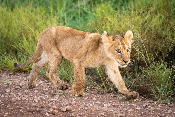 Löwenjunges läuft neben Gras auf Gleis — Stockfoto