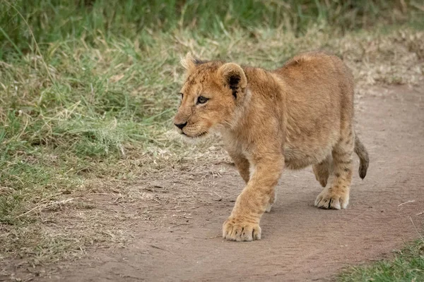 León cachorro camina por la pista mirando fijamente — Foto de Stock