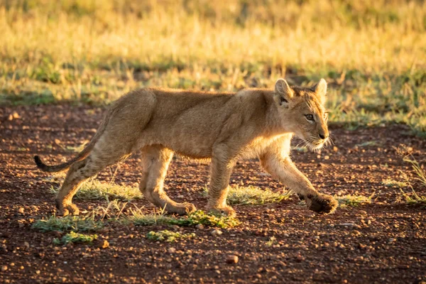 Leone cucciolo cammina lungo pista d'atterraggio all'alba — Foto Stock