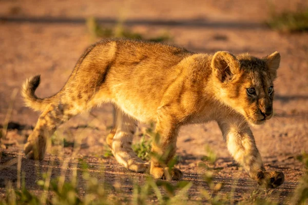 Löwenjunges läuft im Gras auf Gleis — Stockfoto
