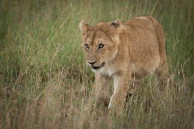 Aslan yavrusu çimenlerde kameraya doğru yürüyor.