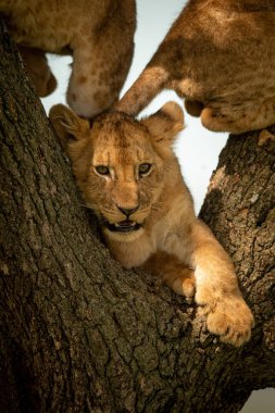 Aslan yavrusu ve diğer ikisi ağaçta.