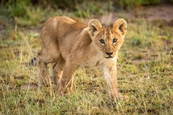 Filhote de leão caminha na savana através da grama — Fotografia de Stock
