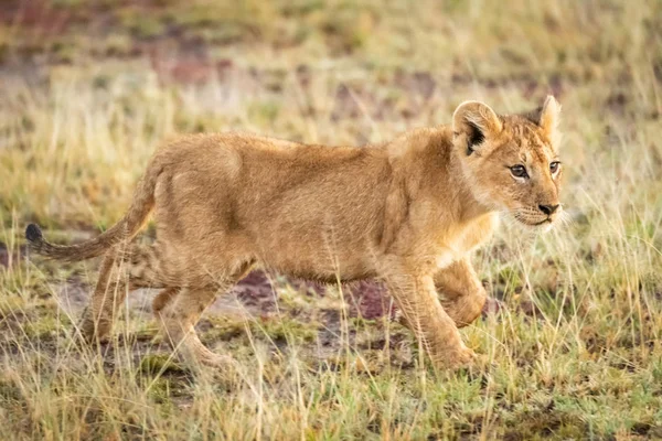 Filhote de leão caminha através da grama em savana — Fotografia de Stock